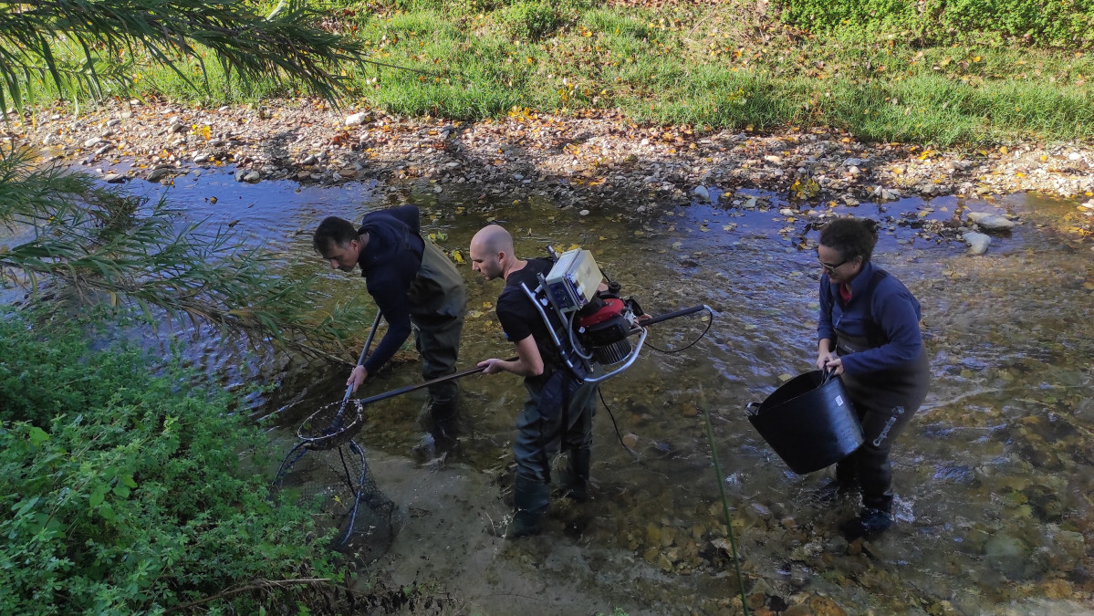 Ejemplo de pesca eléctrica en el Río Albaida 65