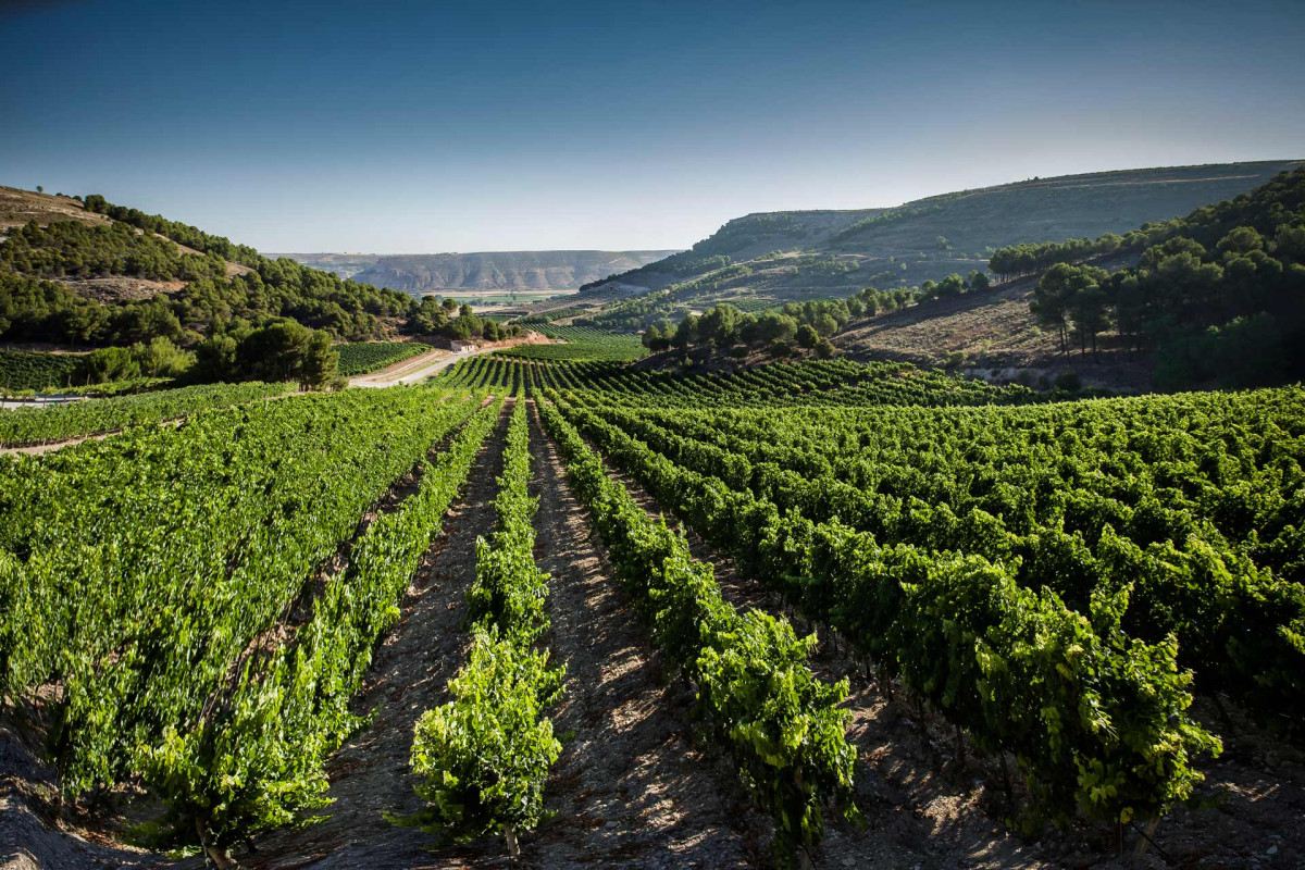 Viñedo Conde San Cristobal