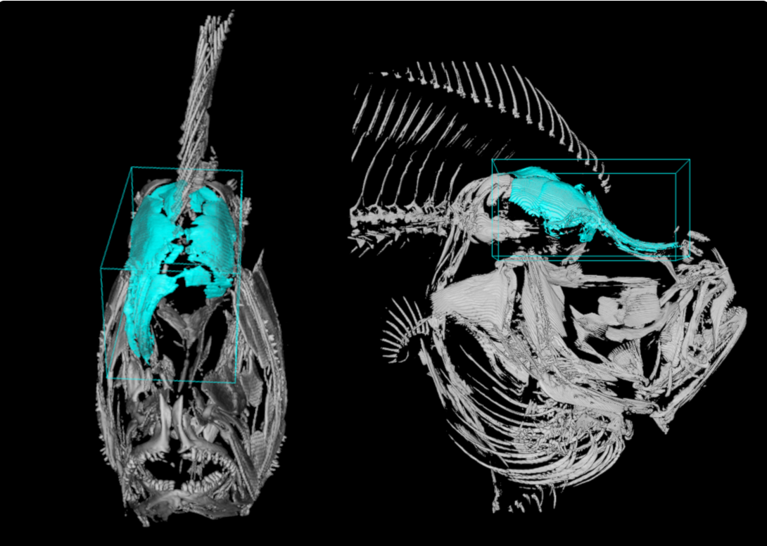 Figura 1.  Proceso de cambio morfológico en el rodaballo. Imagen 3D realizada mediante microscopía de lámina de luz, o también llamada Light Sheet Fluorescence Microscopy (LSFM).