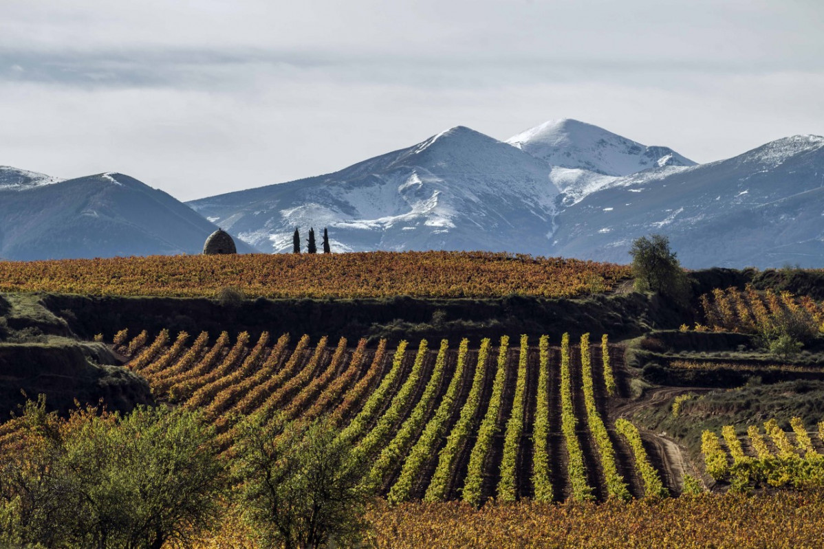 La Rioja Alta Viñedos