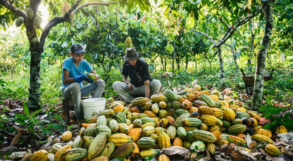 Bioeonomia cacao TNC