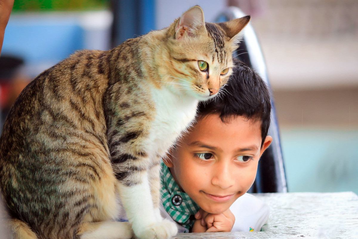 Niño con gato