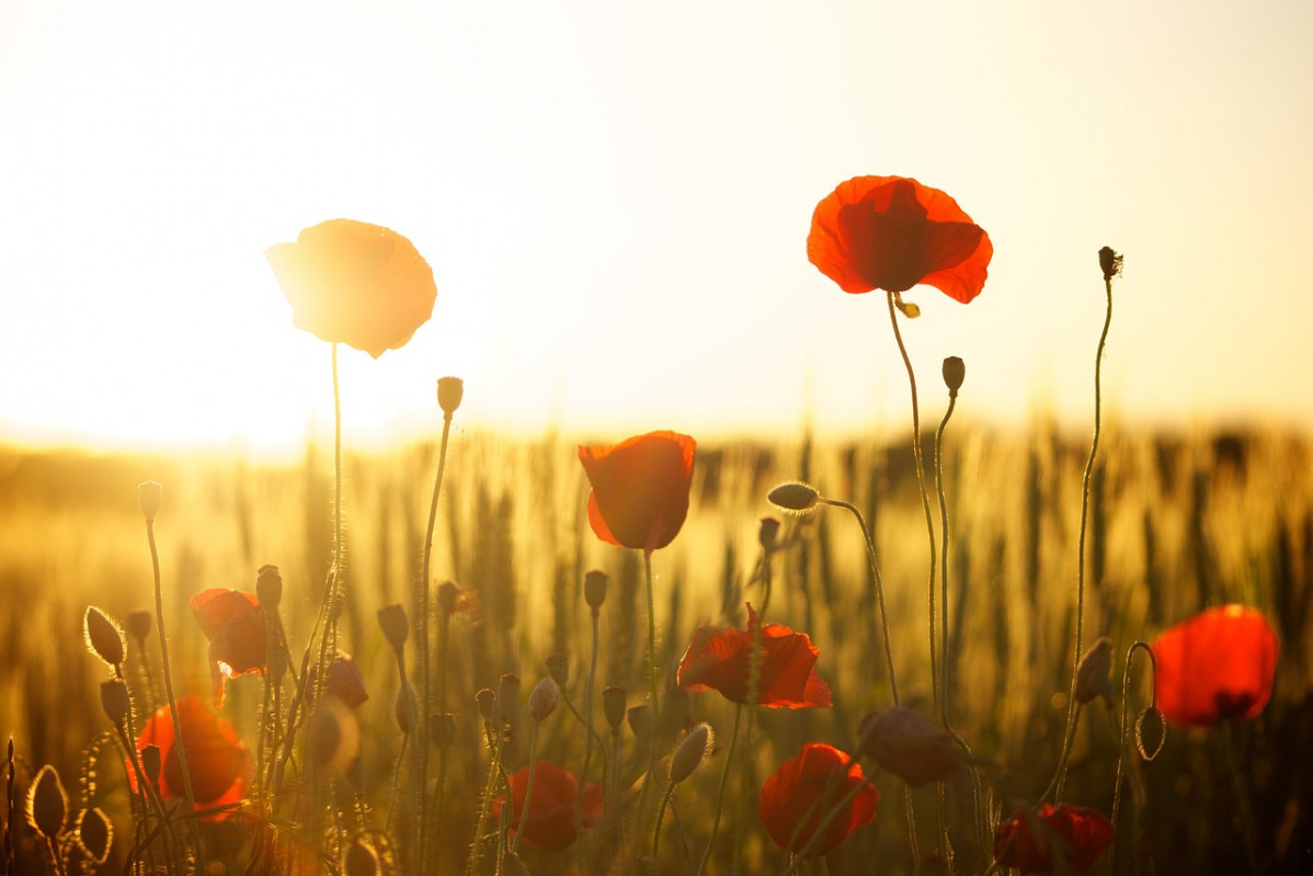Poppies g81eb6e4aa 1280