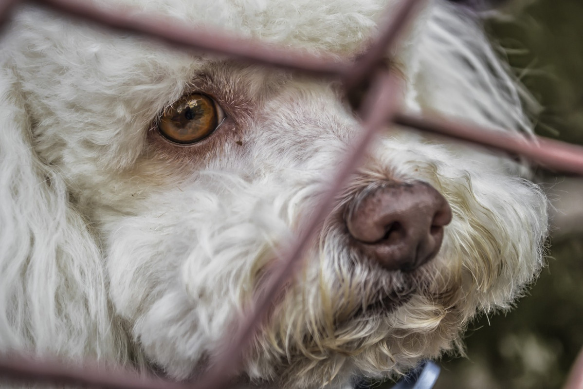 Dog 91237 1280