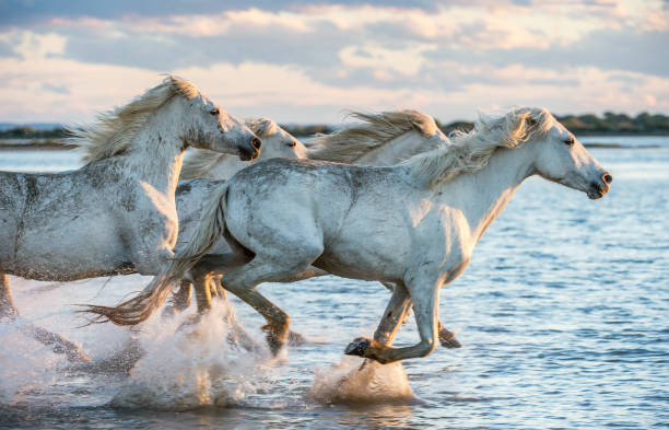 Carro caballos blancos