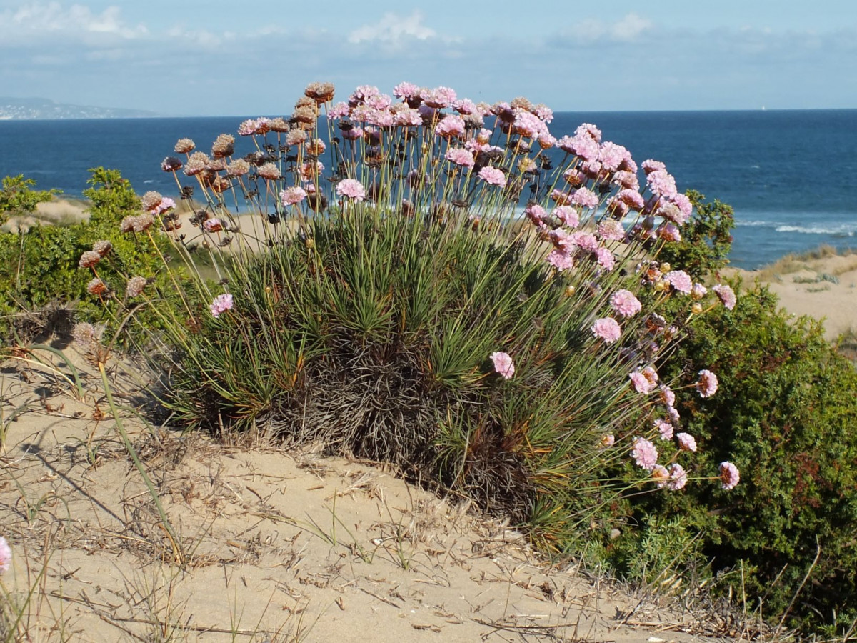 Armeria pungens Trafalgar Gonzalo Nieto Feliner