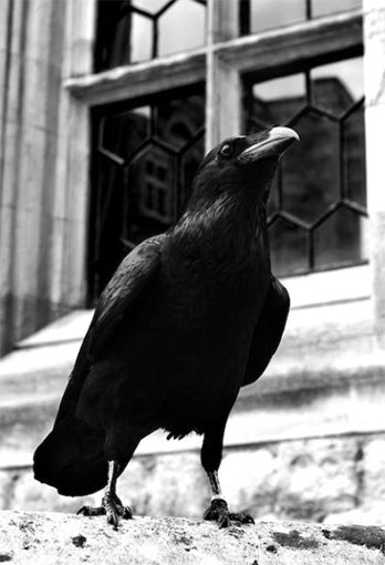 Cuervo FOTOGRAFÍA INTUPAC