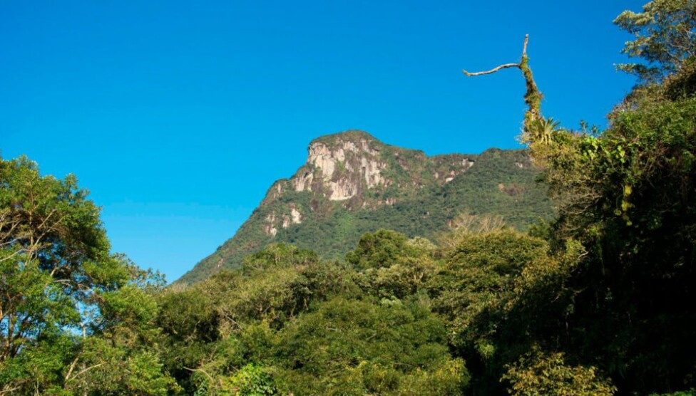 Bosque Atlantico 1 1 996x567 1