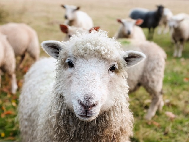 Veterinaria rural   IP