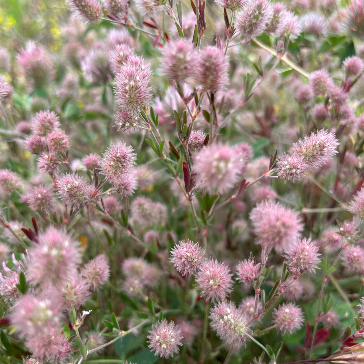 Trifolium arvense M