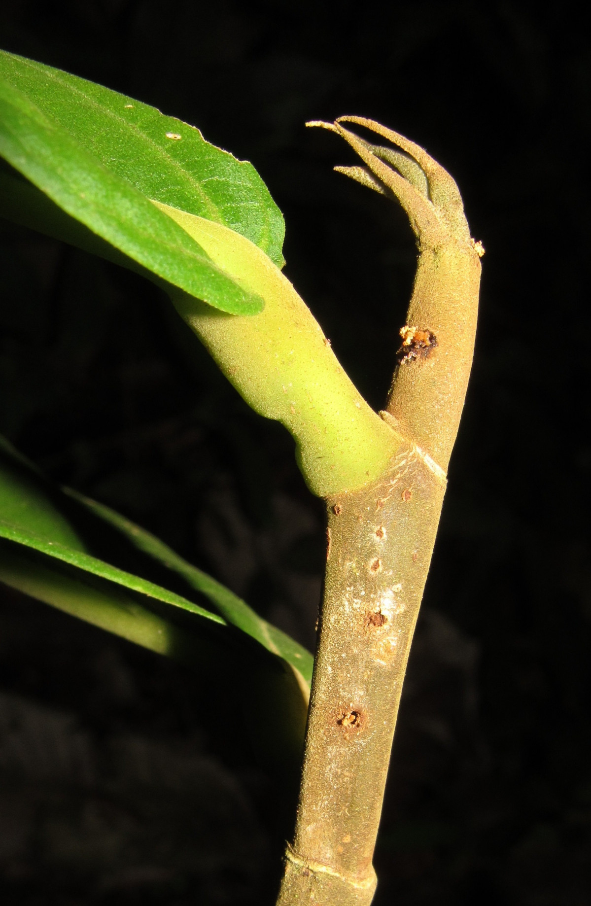 1 Quararibea centinelae Brote joven. Fot. X. Cornejo
