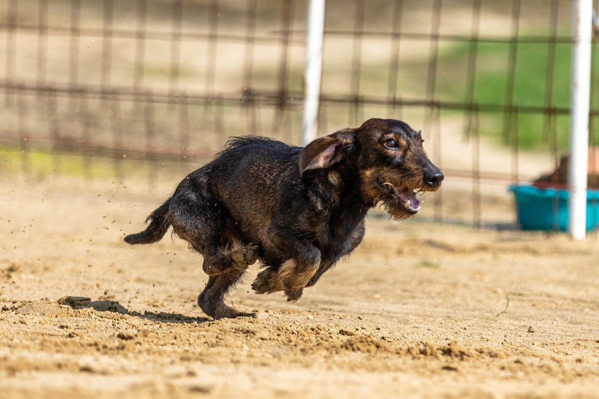 Dog race 5570830 1280