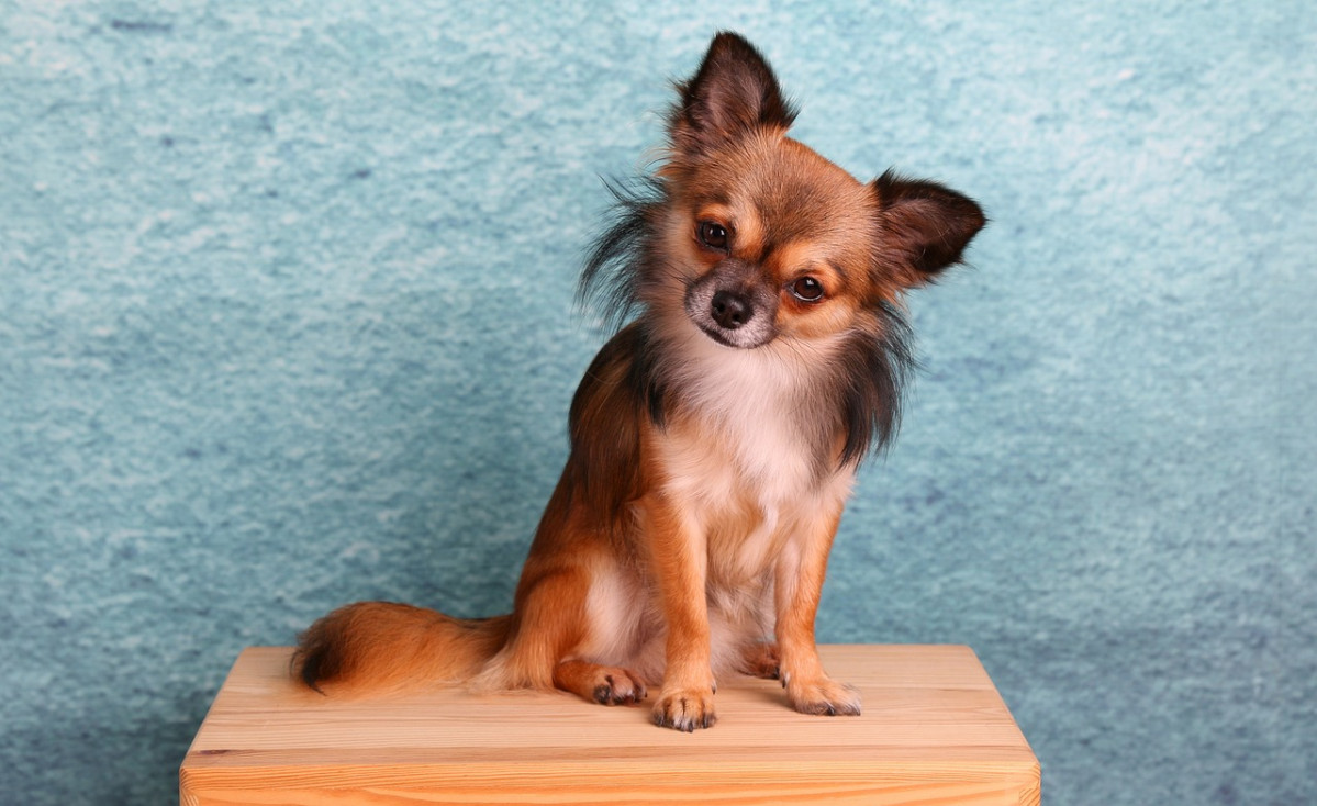 Chihuahua 1850477 1280