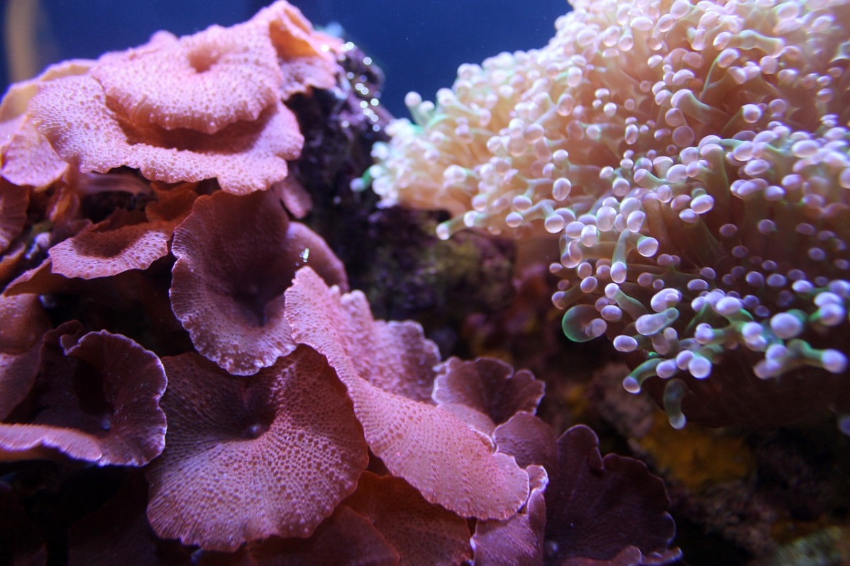 Coral 1598212 1280
