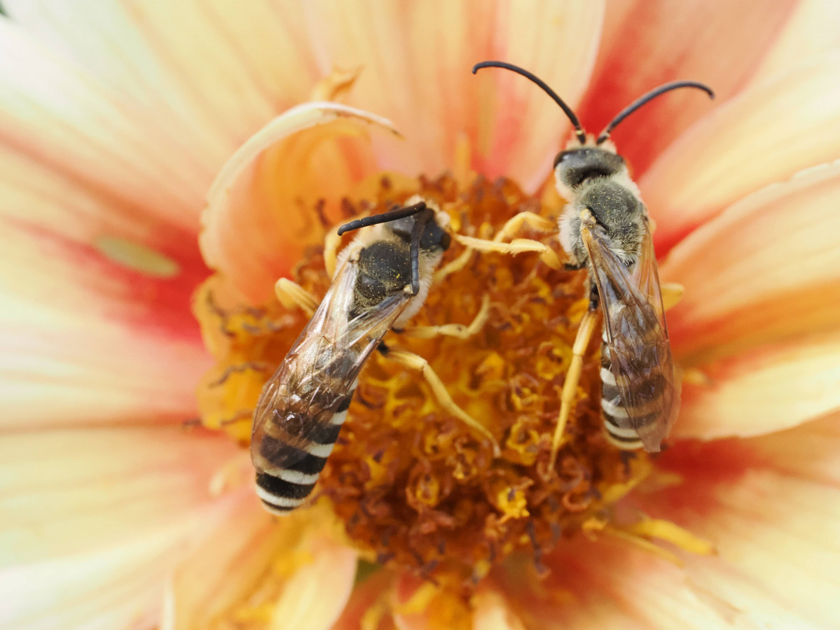 Imagen Concurso Fotos Abejas 2