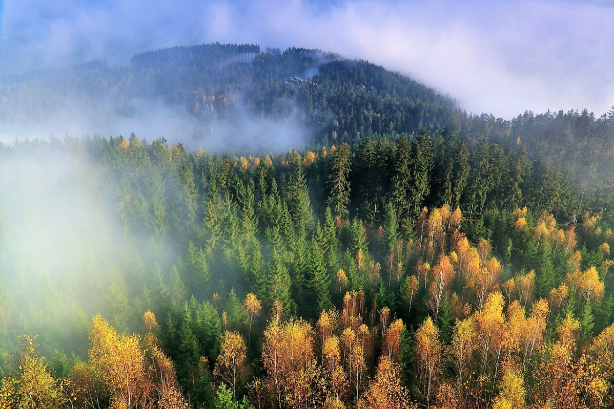 BOSQUES1