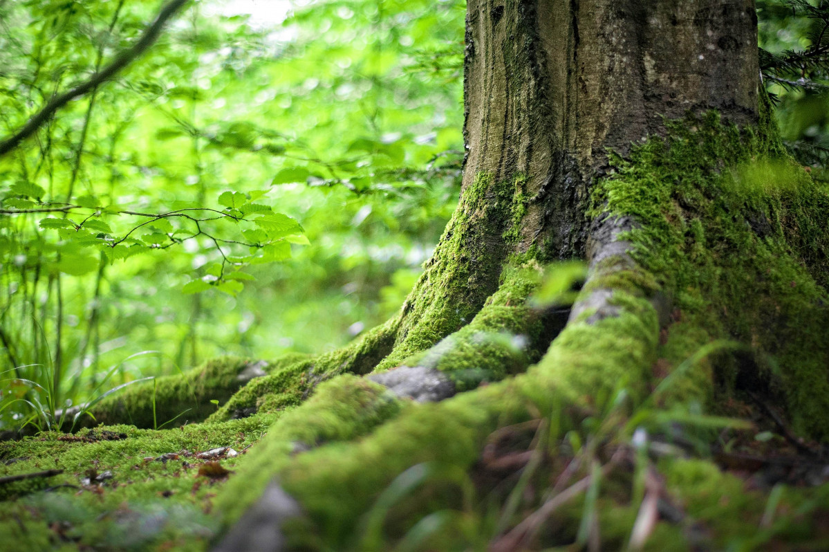 BOSQUES2