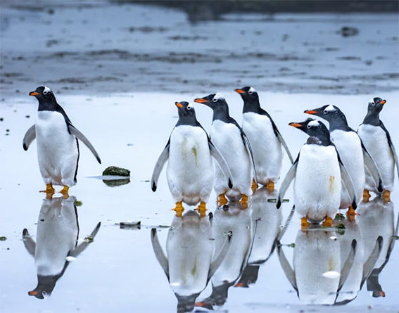 PINGUINOS