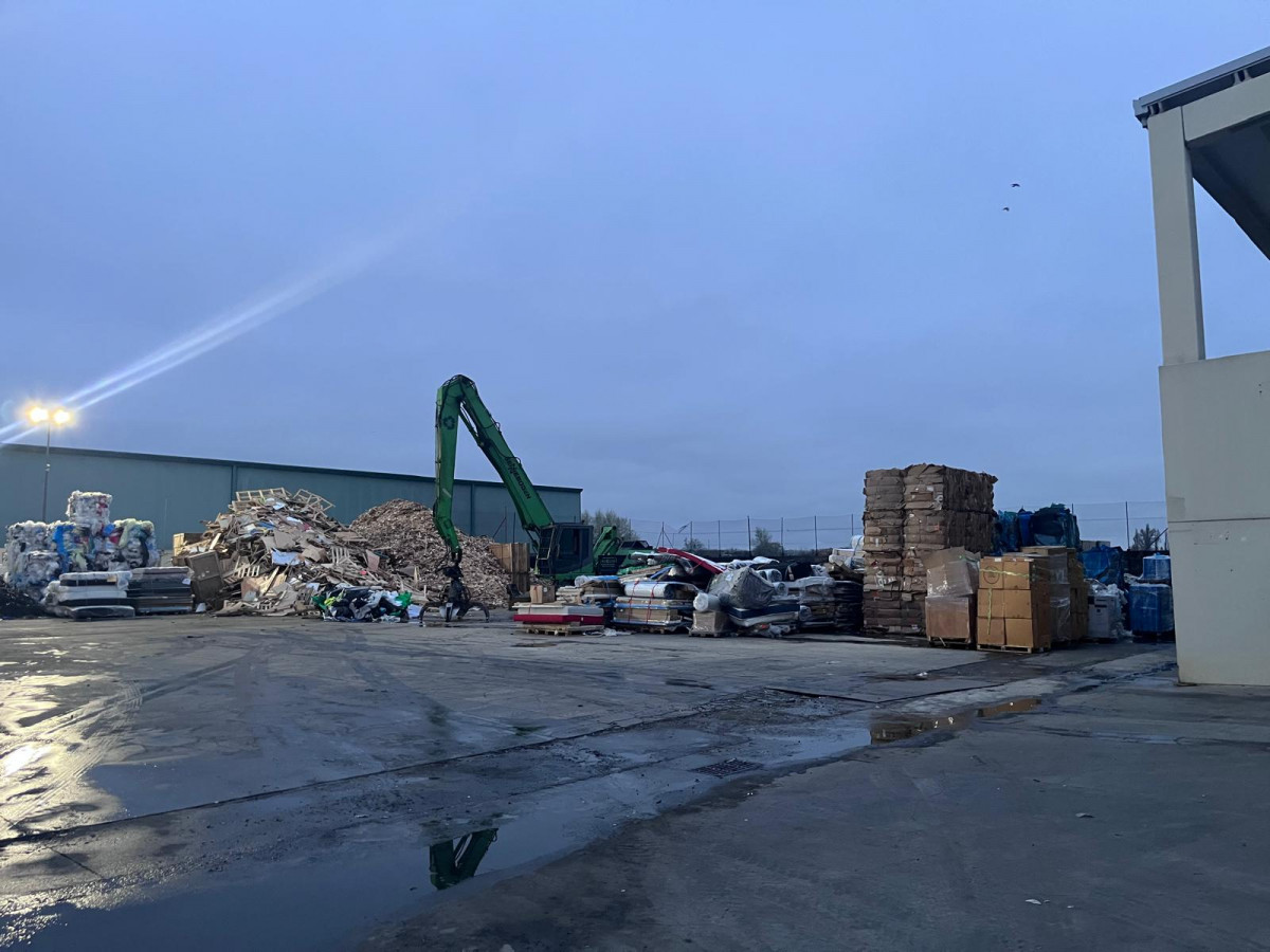 Planta marchamalo   regusa   IP