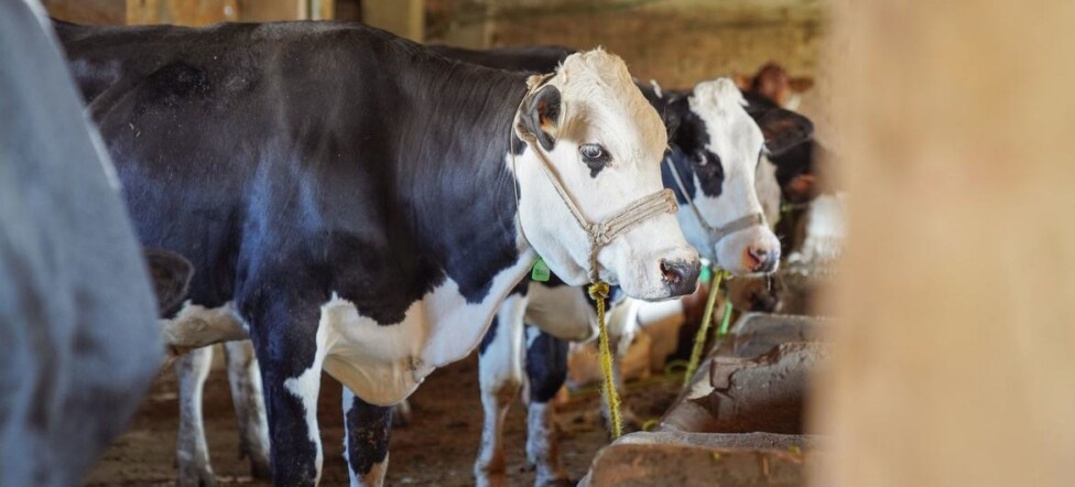 Fiebre aftosa ganado vacuno