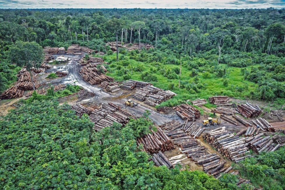 Deforestacion se desploma en Brasil