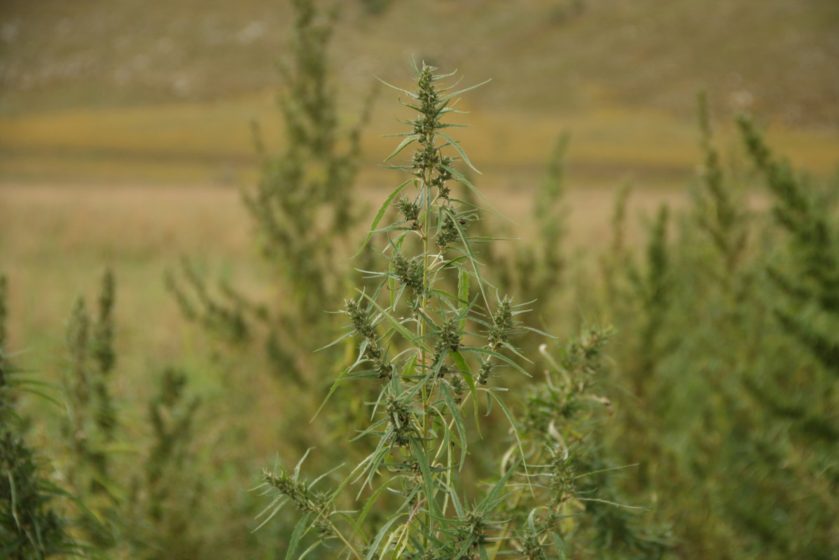 Planta Cannabis Mongolia Airy Gras