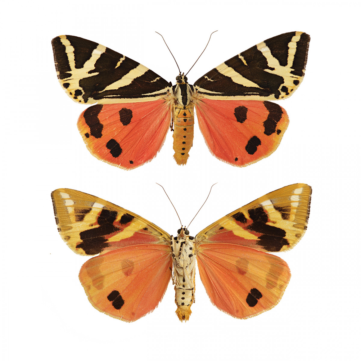 WEB En extinción LepidopterosToya Legido01
