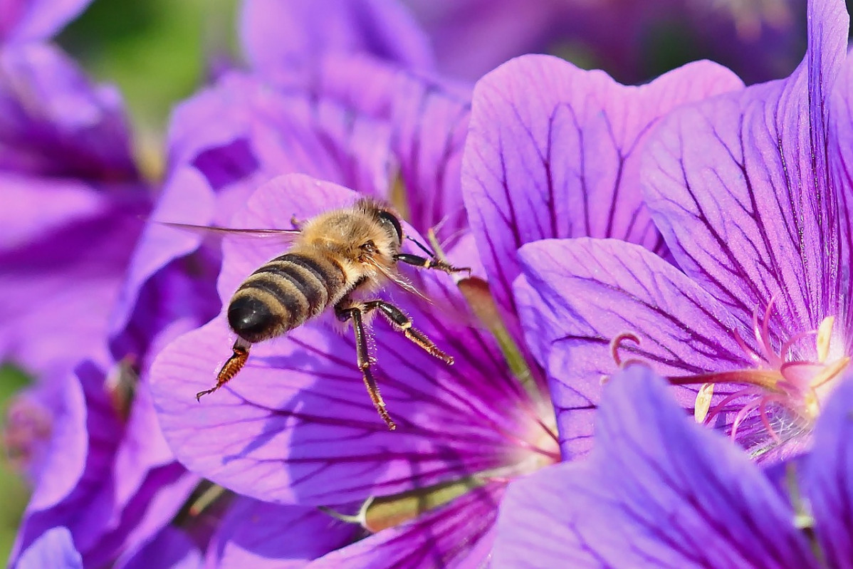 Wild bee 8058943 1280