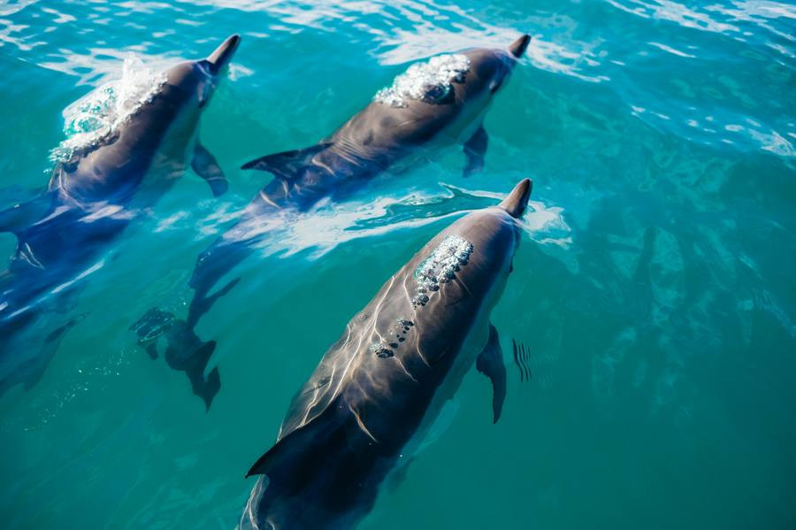 Ballenas delfines 1002