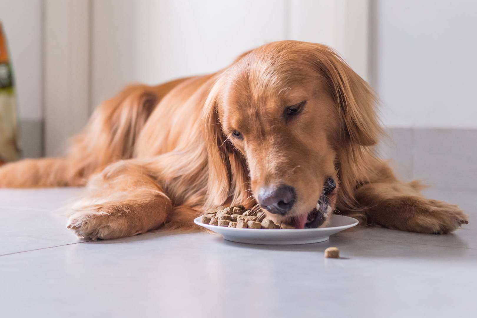 ¿Es la dieta BARF una comida natural para perros?