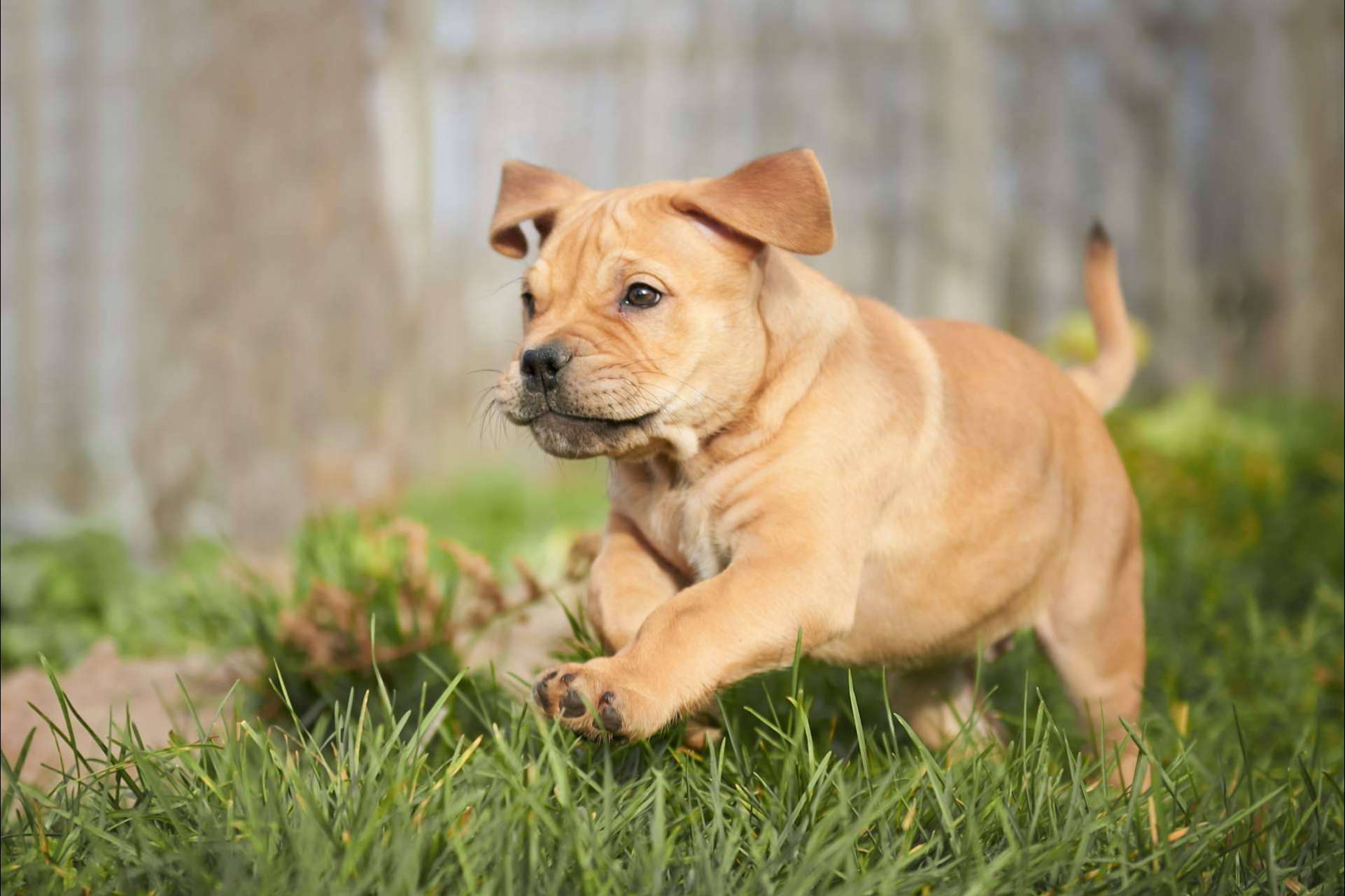 Cachorros del Valle ofrece servicio de monta para diferentes razas de cachorros nacionales