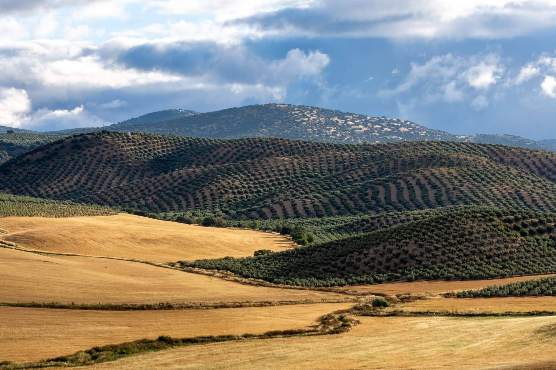 Ganadería La Manchega, la finca propiedad de la empresa Royal Mediter donde se pueden celebrar todo tipo de eventos