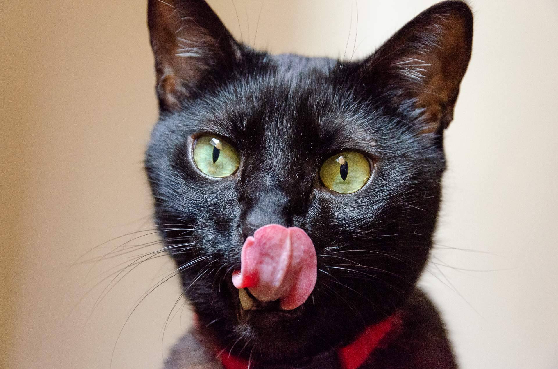 Los gatos negros sufren el mayor índice de rechazo a la hora de ser adoptados