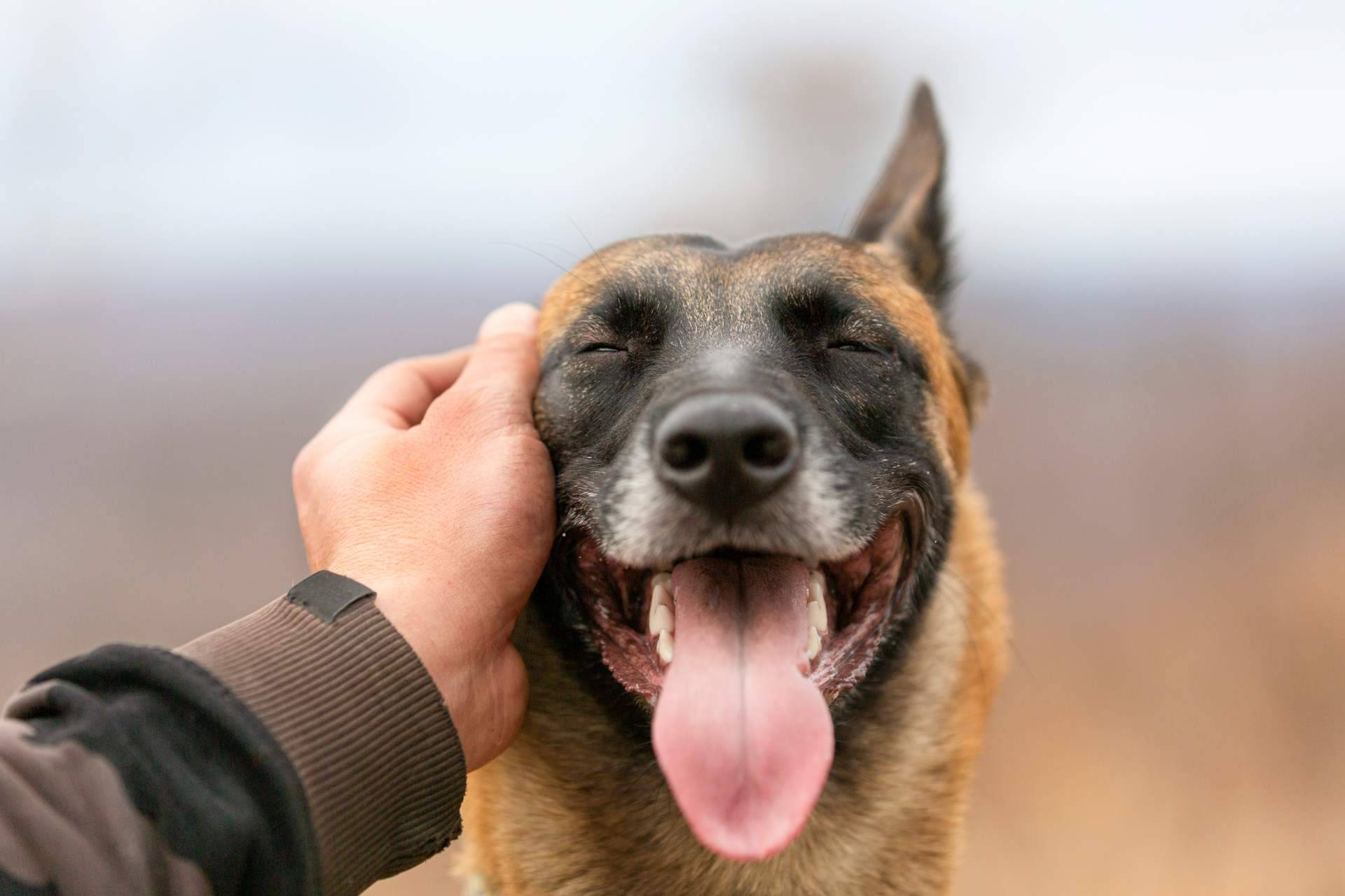 Aspectos a considerar antes de esterilizar a un perro