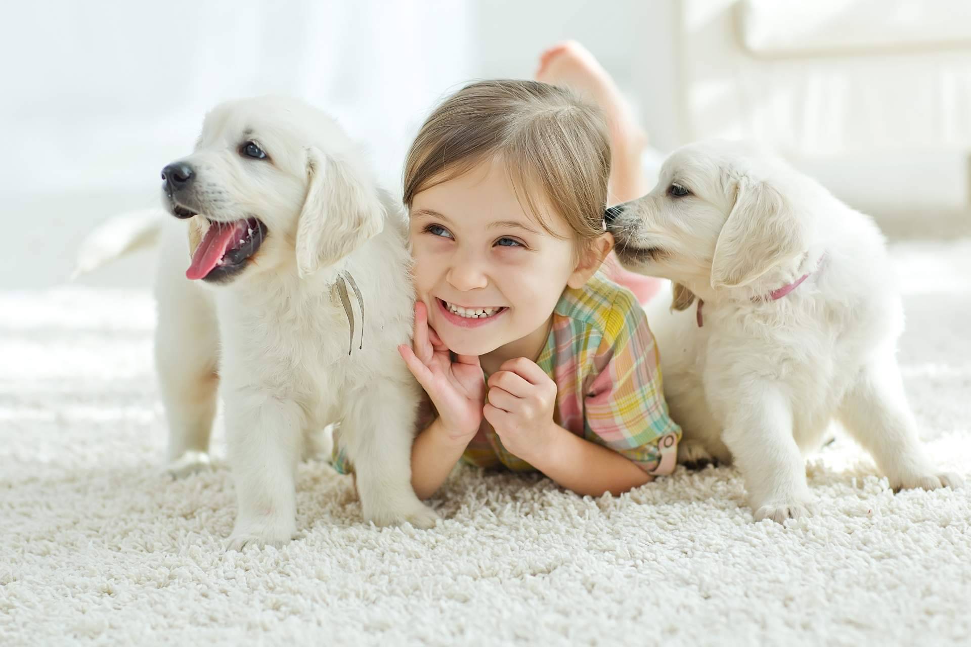 La compra de cachorros en navidades debe de ser controlada y no una compra compulsiva, por 101 Cachorros