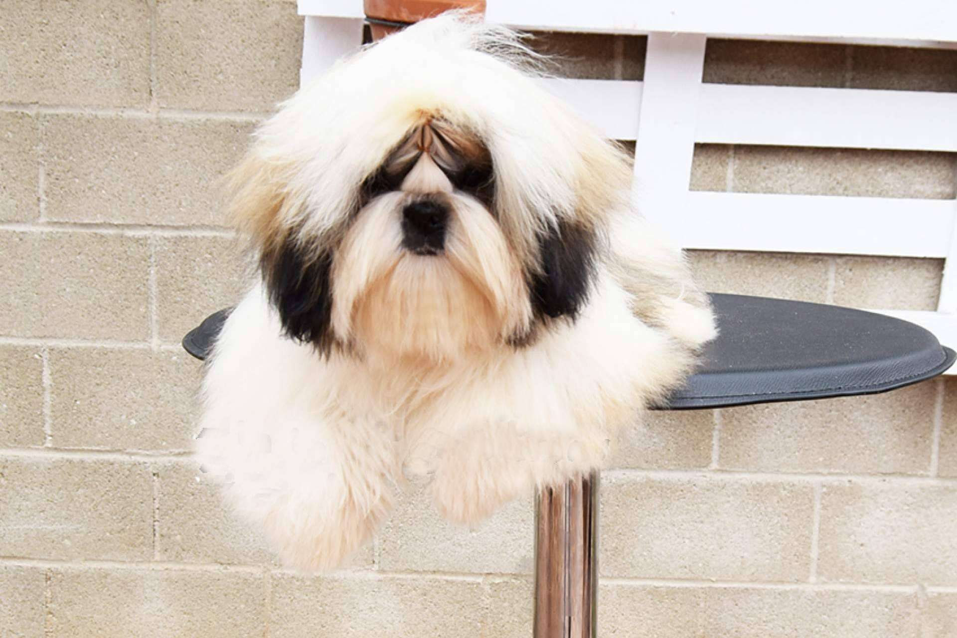 Características de la raza caniche toy, por Gallumar