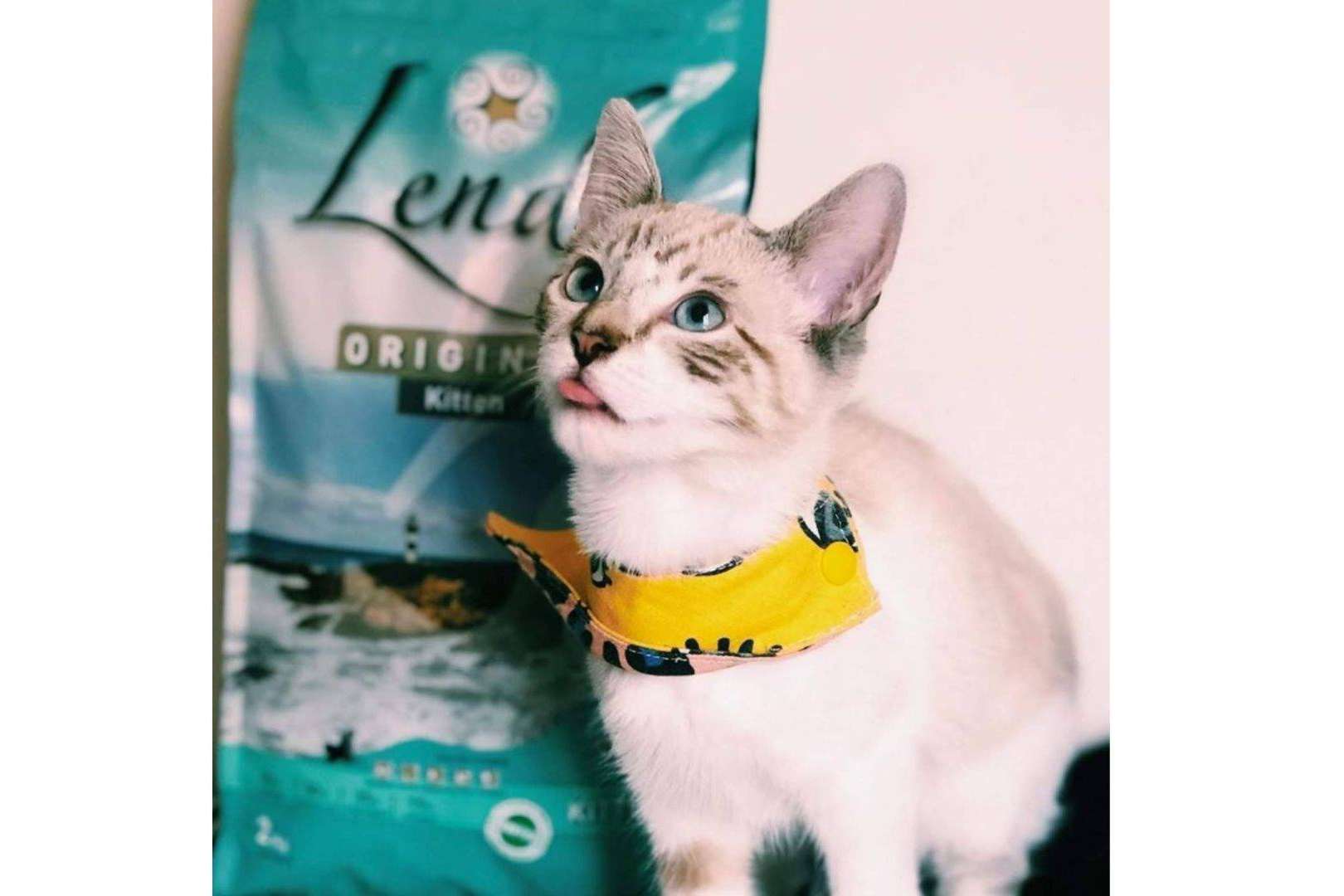 Cuidar de la salud de los gatos con Lenda Kitten, de Lenda