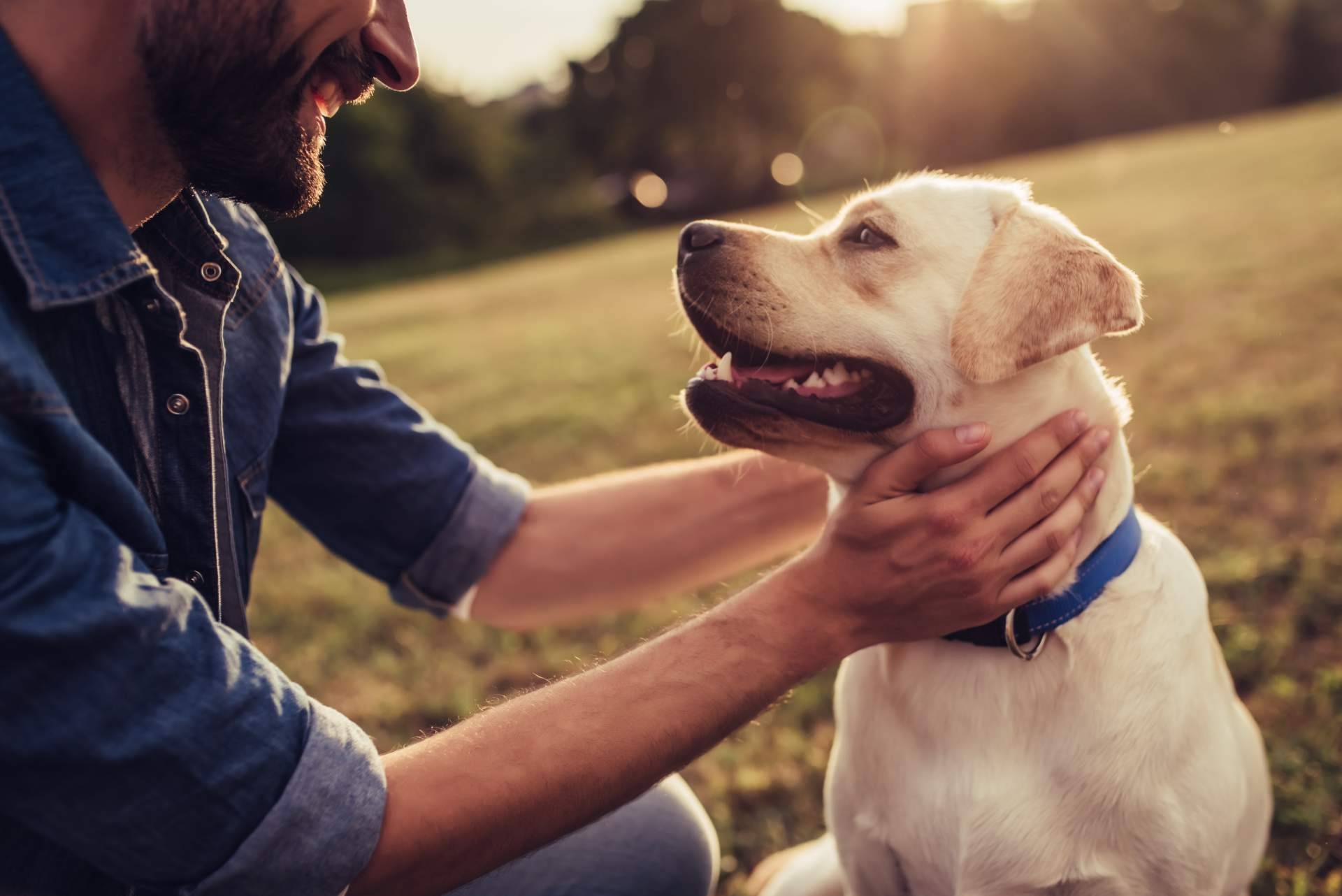 Mooiza Flex, cuidado de articulaciones en perros mayores
