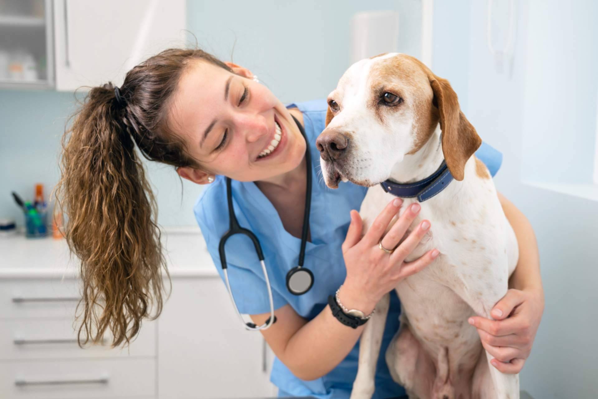 Obtener y convalidar el título de Auxiliar de Veterinaria es posible con VetFormación