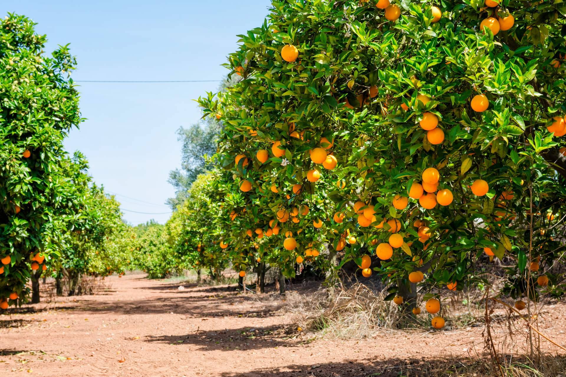 Los beneficios de la naranja para la salud de la mano de Sabor a Naranjas