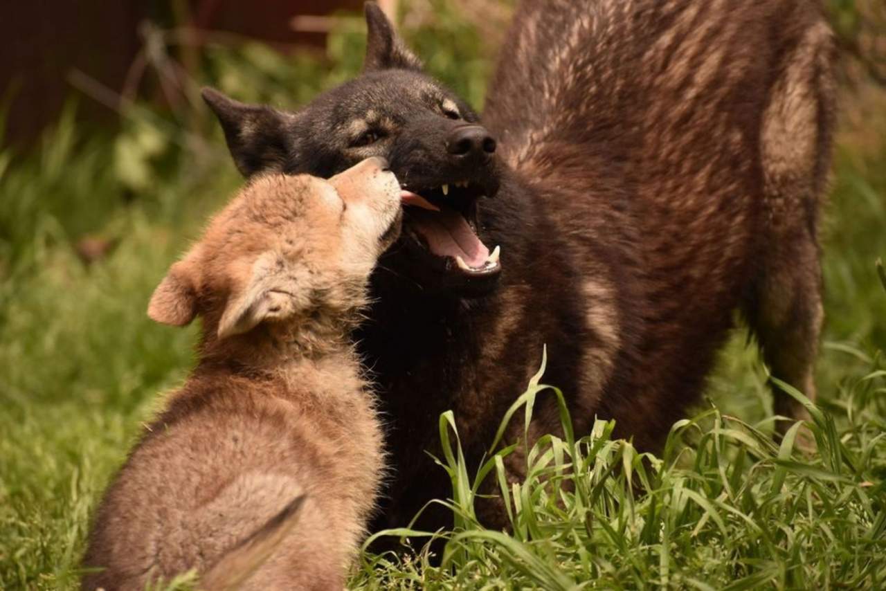 Wolves Legacy y su pienso. ¿Cuál es su historia?