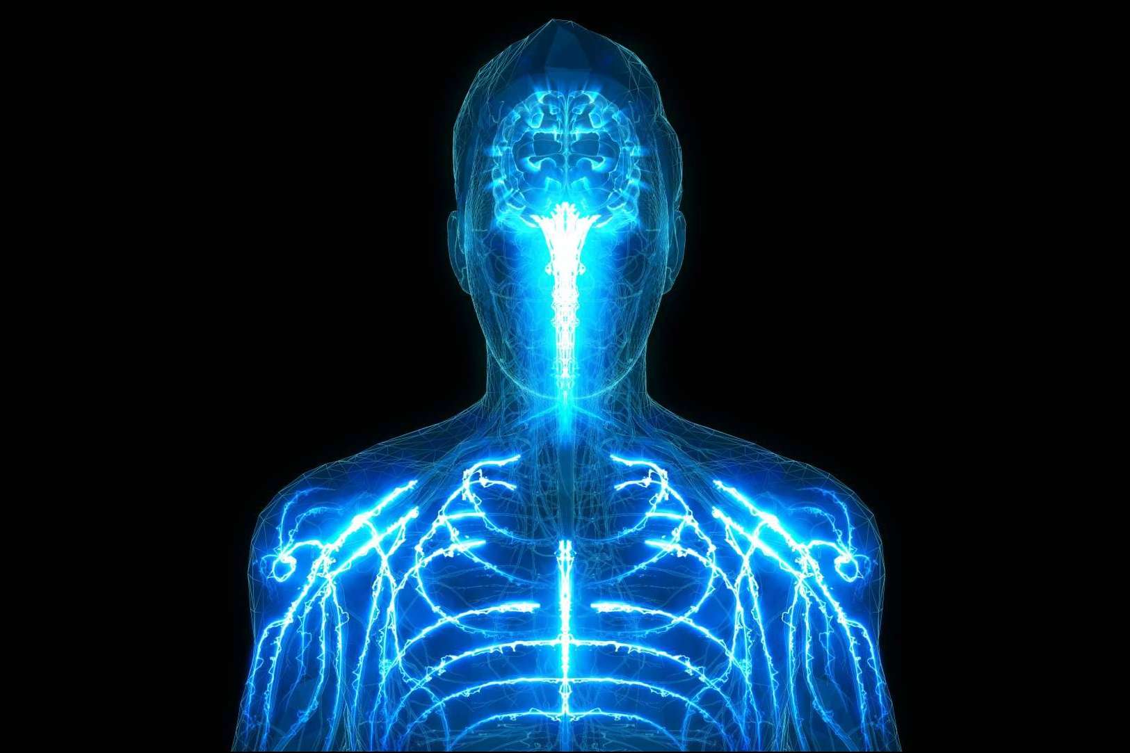 La importancia de conocer todas las partes del cuerpo humano de la mano de atlasdeanatomía.com