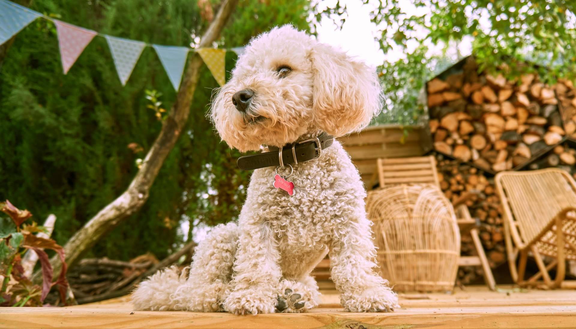 Micaniche.com ofrece toda la información acerca los caniche toy