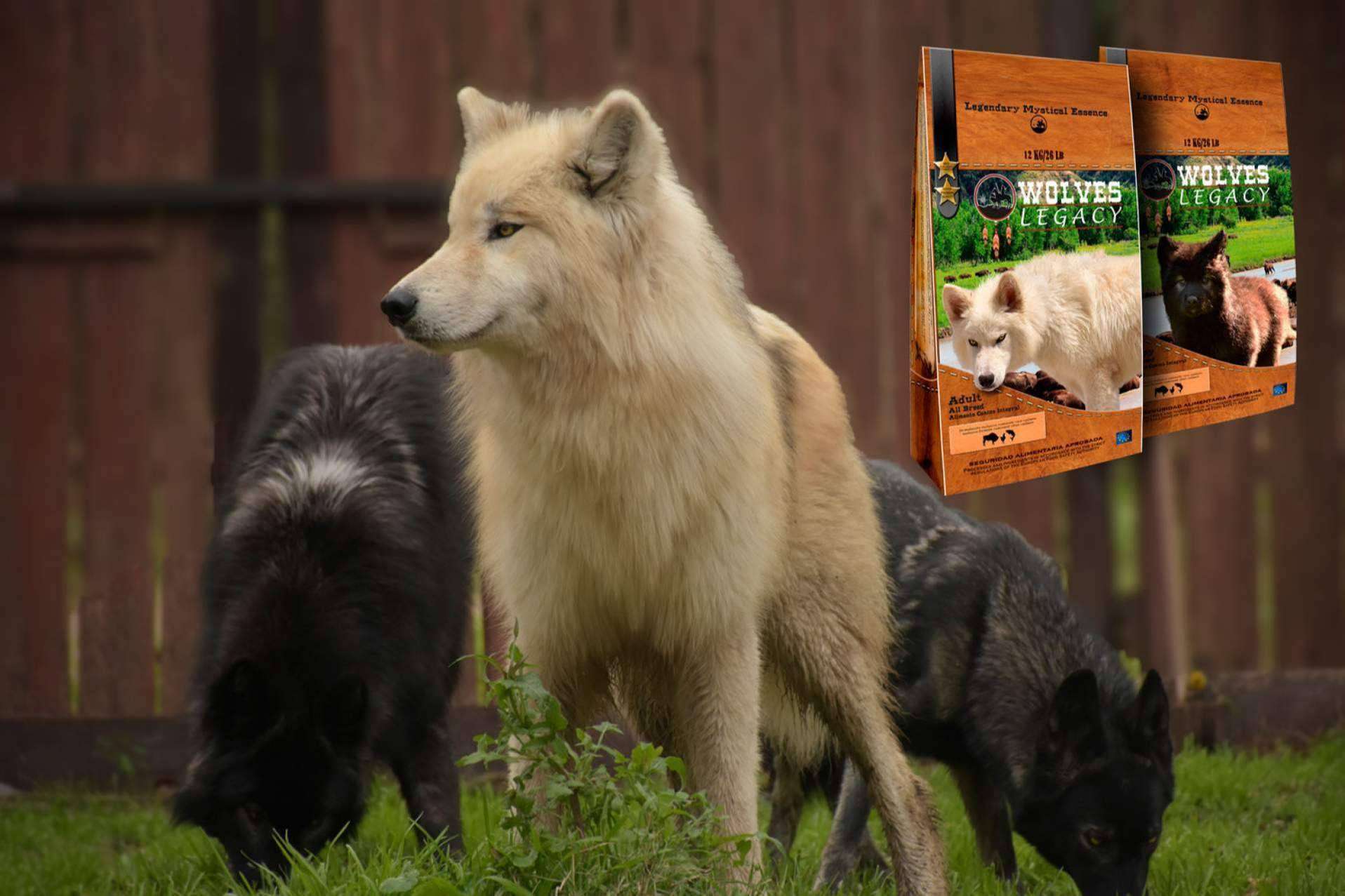 Los lobos y perros lobos CRW del pienso Wolves Legacy