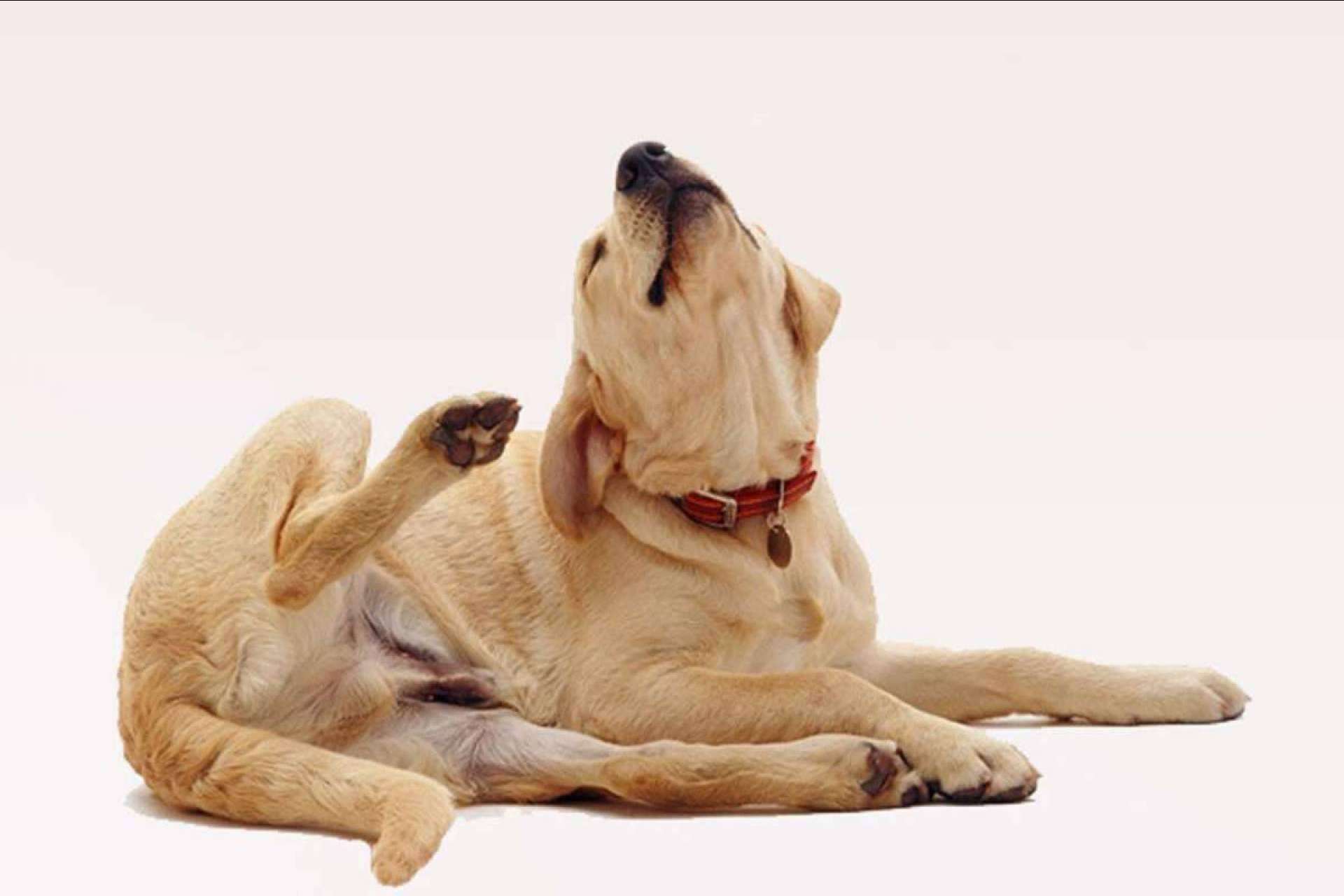 Pienso hipoalergénico para perros, ¿Qué es?