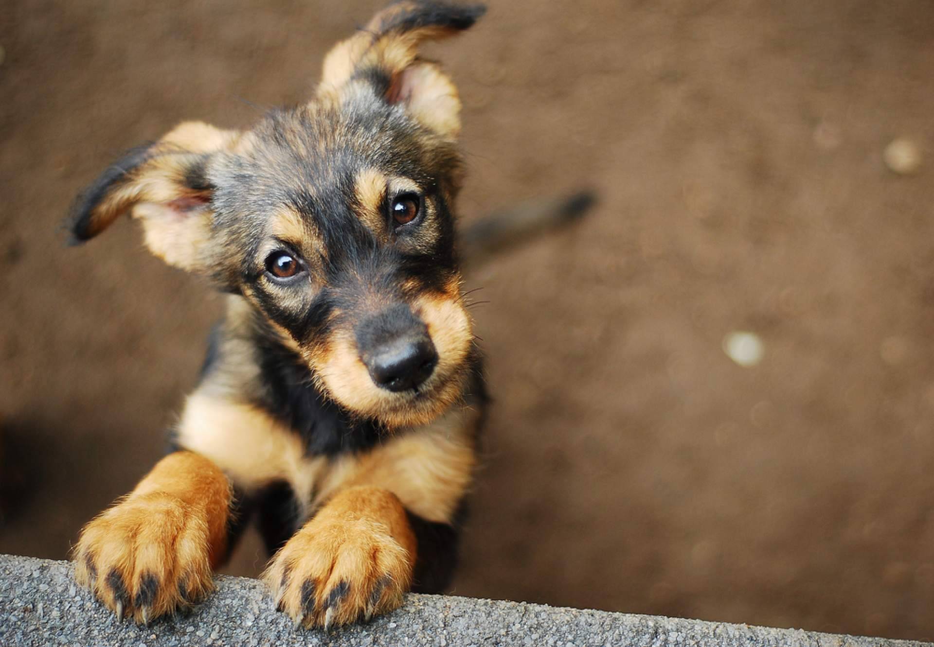 PERROBUENO, la guardería canina que pone en alza el bienestar, la salud y la comunicación social de las mascotas