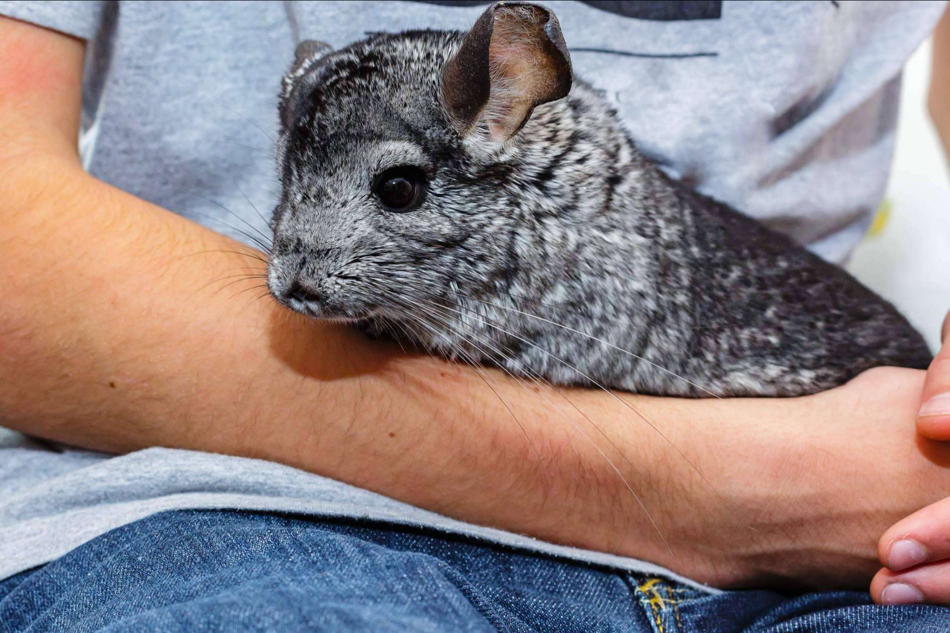 Una chinchilla, una mascota muy agradecida e inteligente