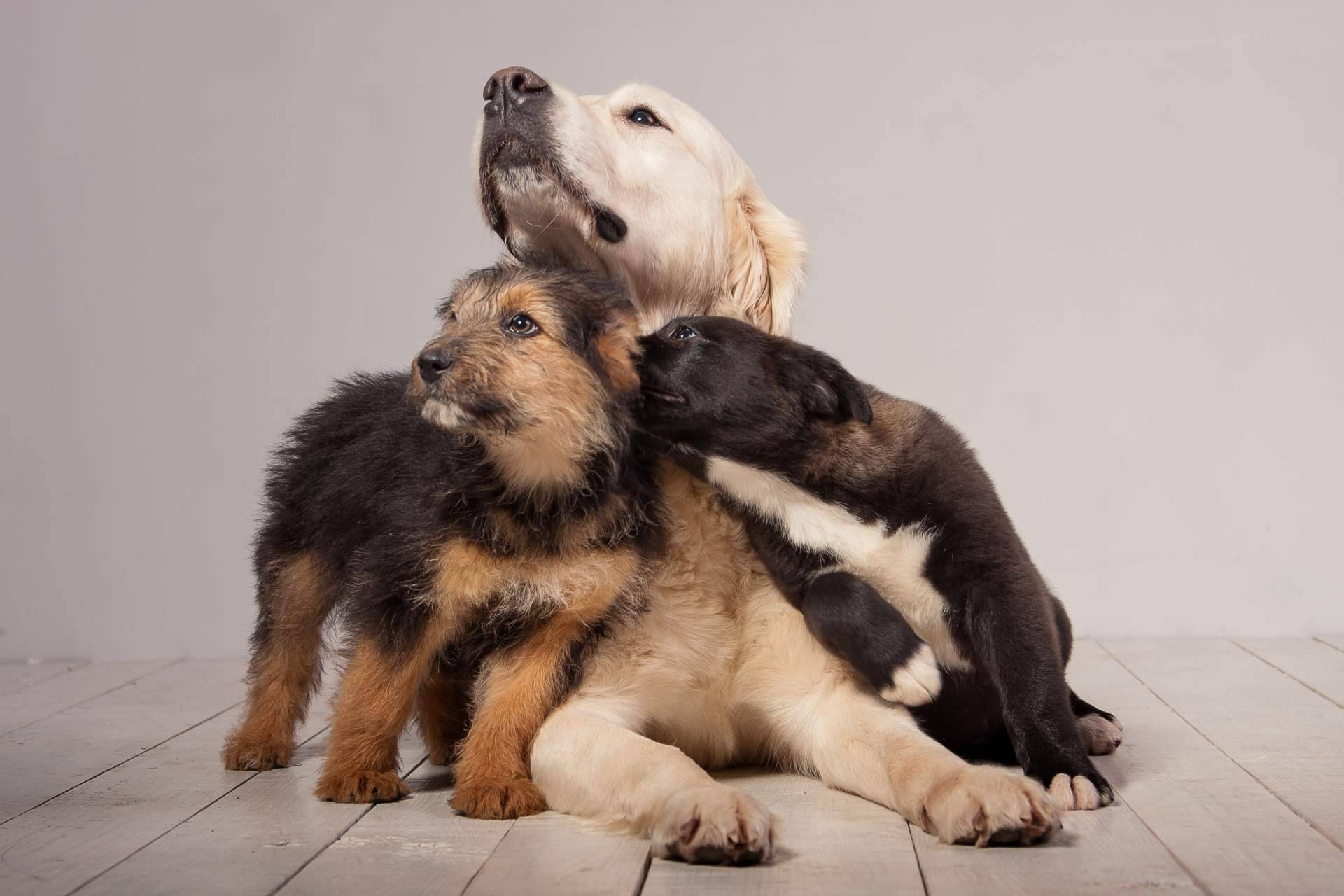 Cachorros de razas de linaje puro y criados en familia por el criadero de perros Cachorros del Valle