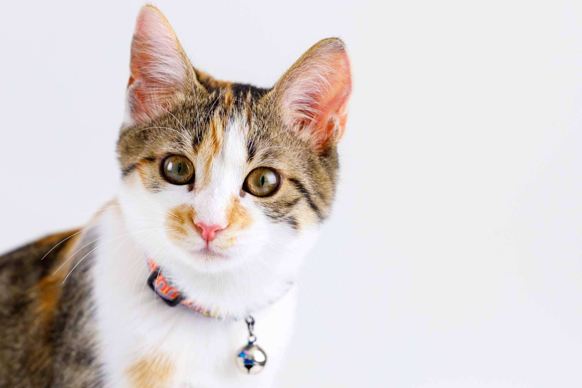 Gatos: ¿Cómo corregir las conductas felinas?, por Animalzone