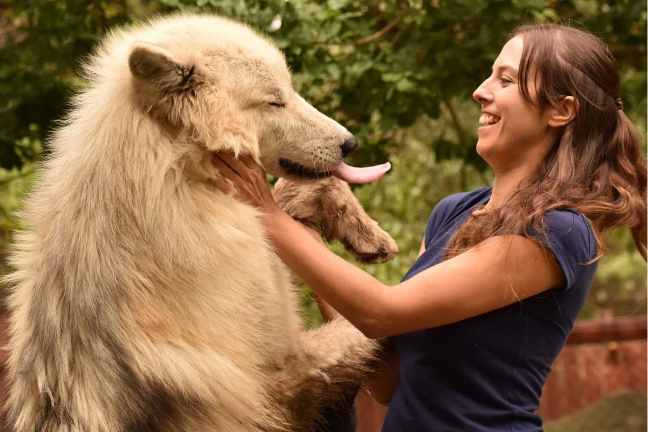 ¿De qué está compuesto uno de los piensos para perros más populares del mercado? Wolves Legacy